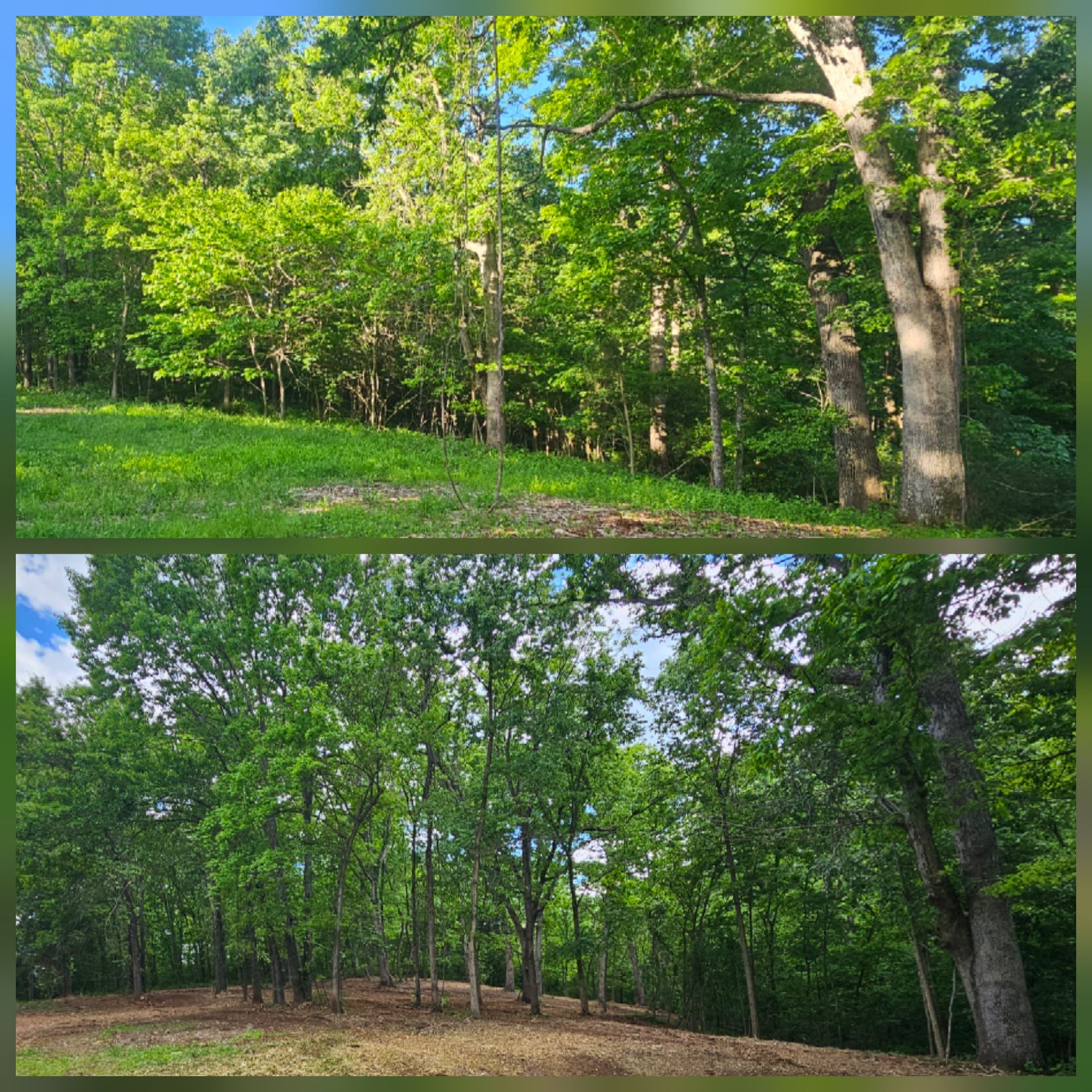 Before and after land clearing