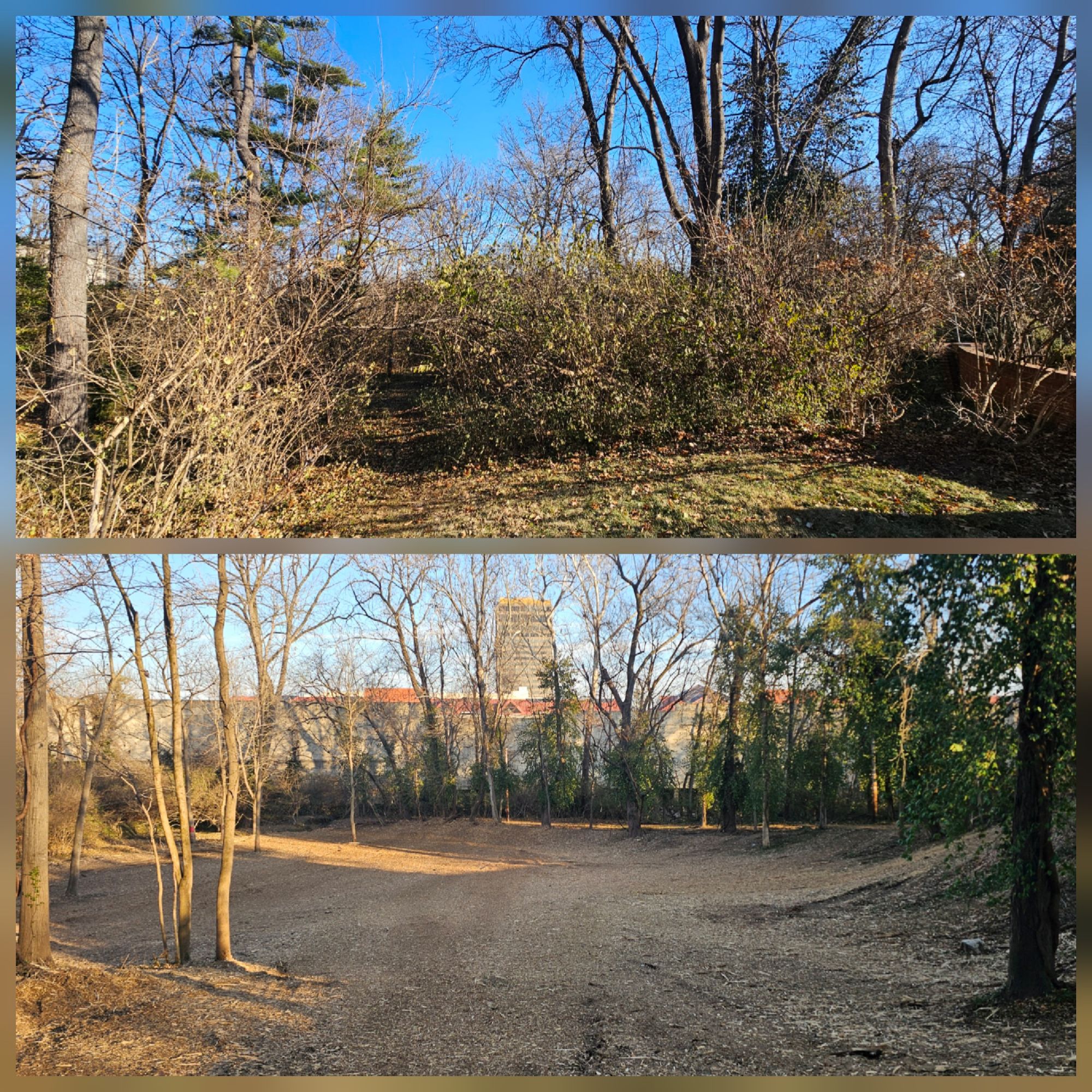 Before and after brush removal