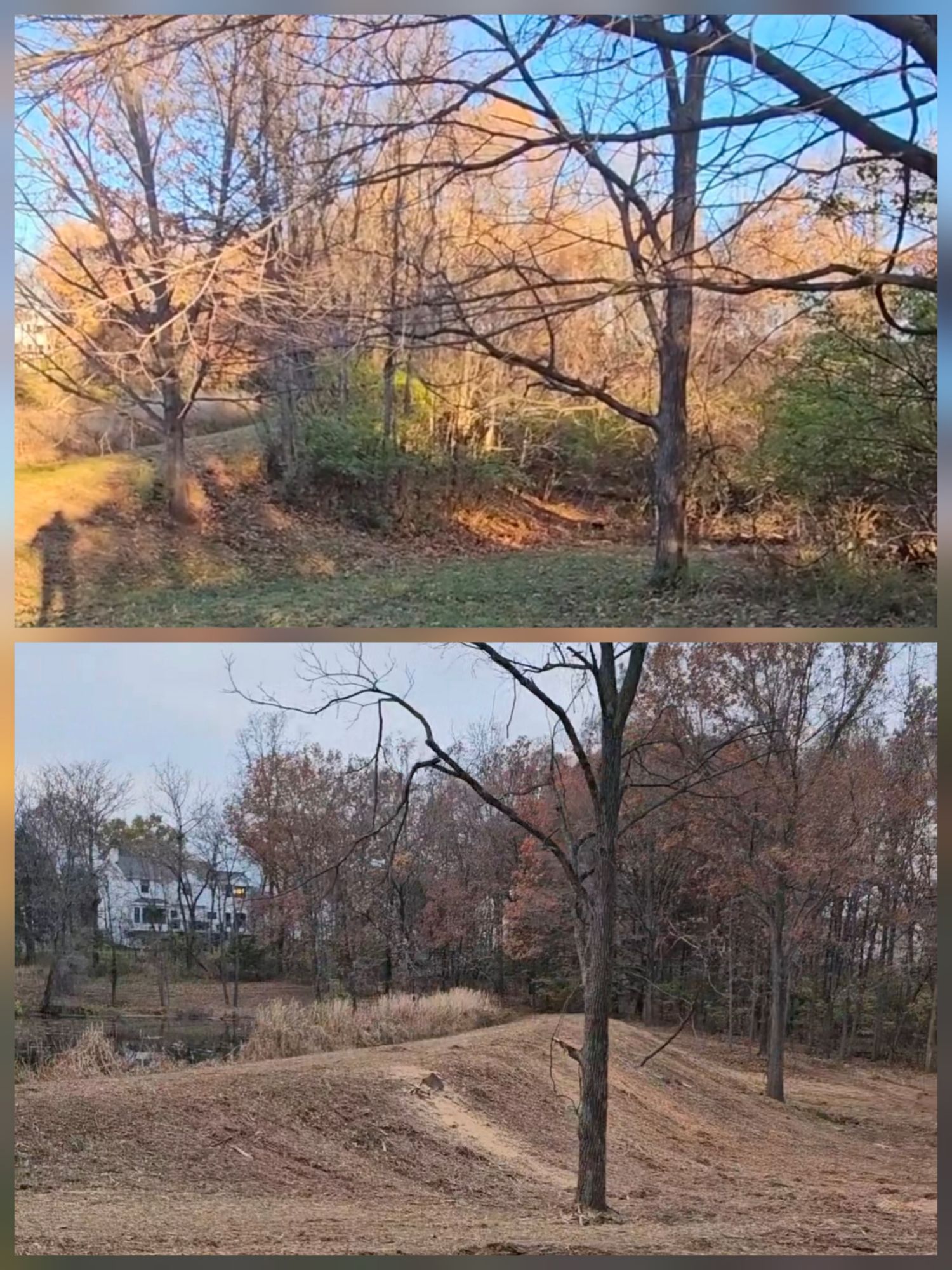 Before and after forestry mulching