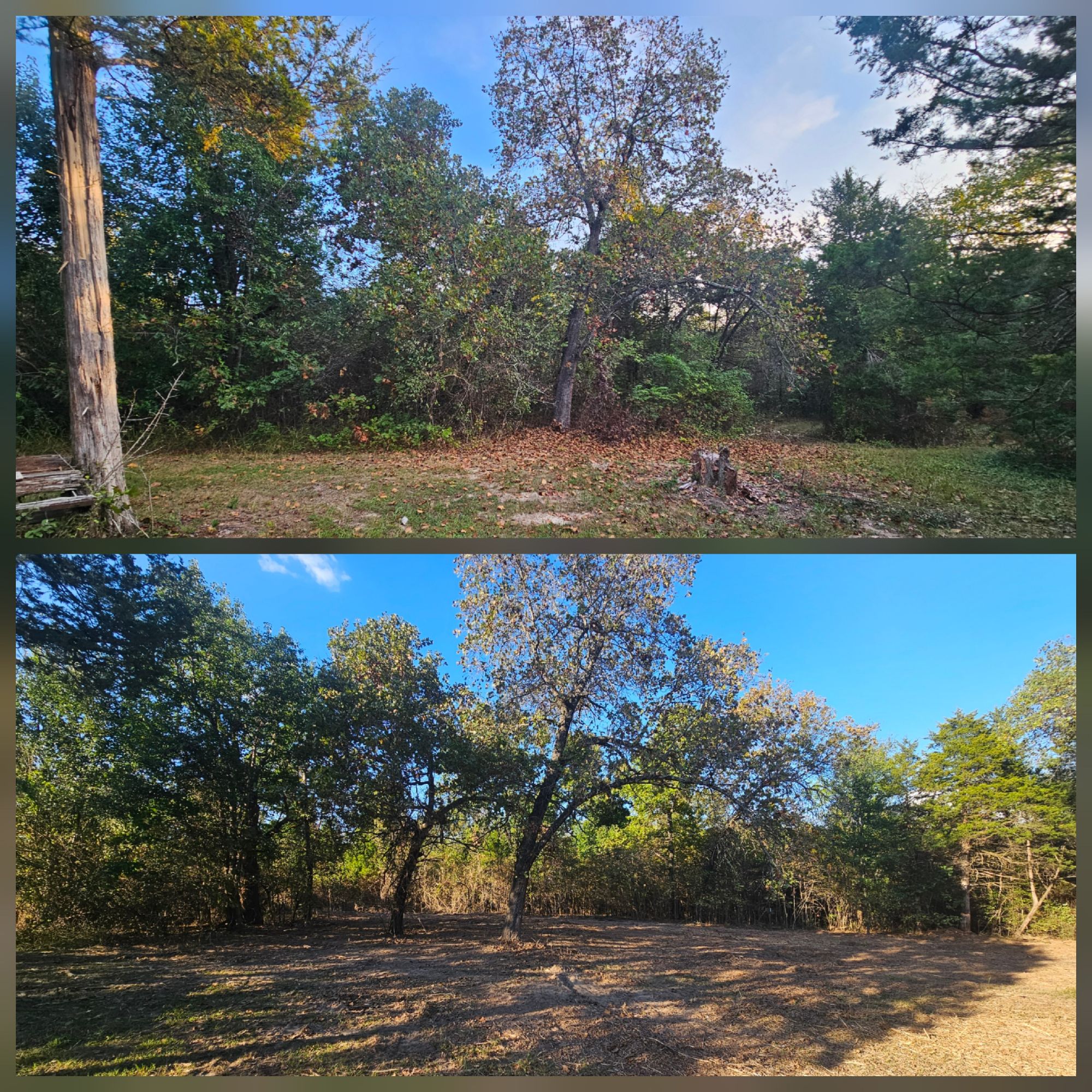 Before and after forestry mulching