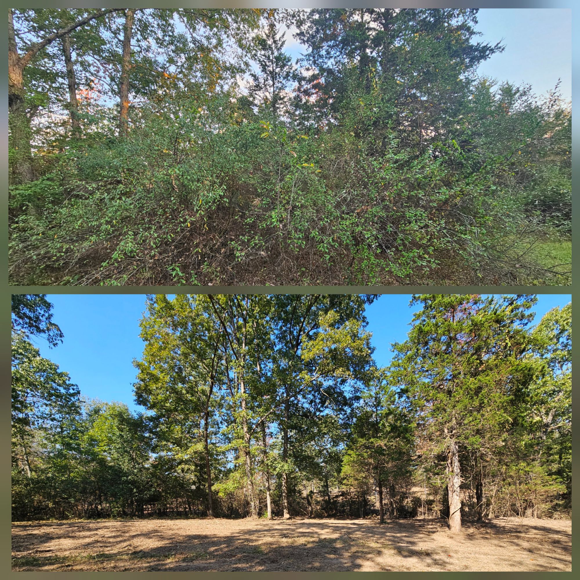 Before and after land clearing