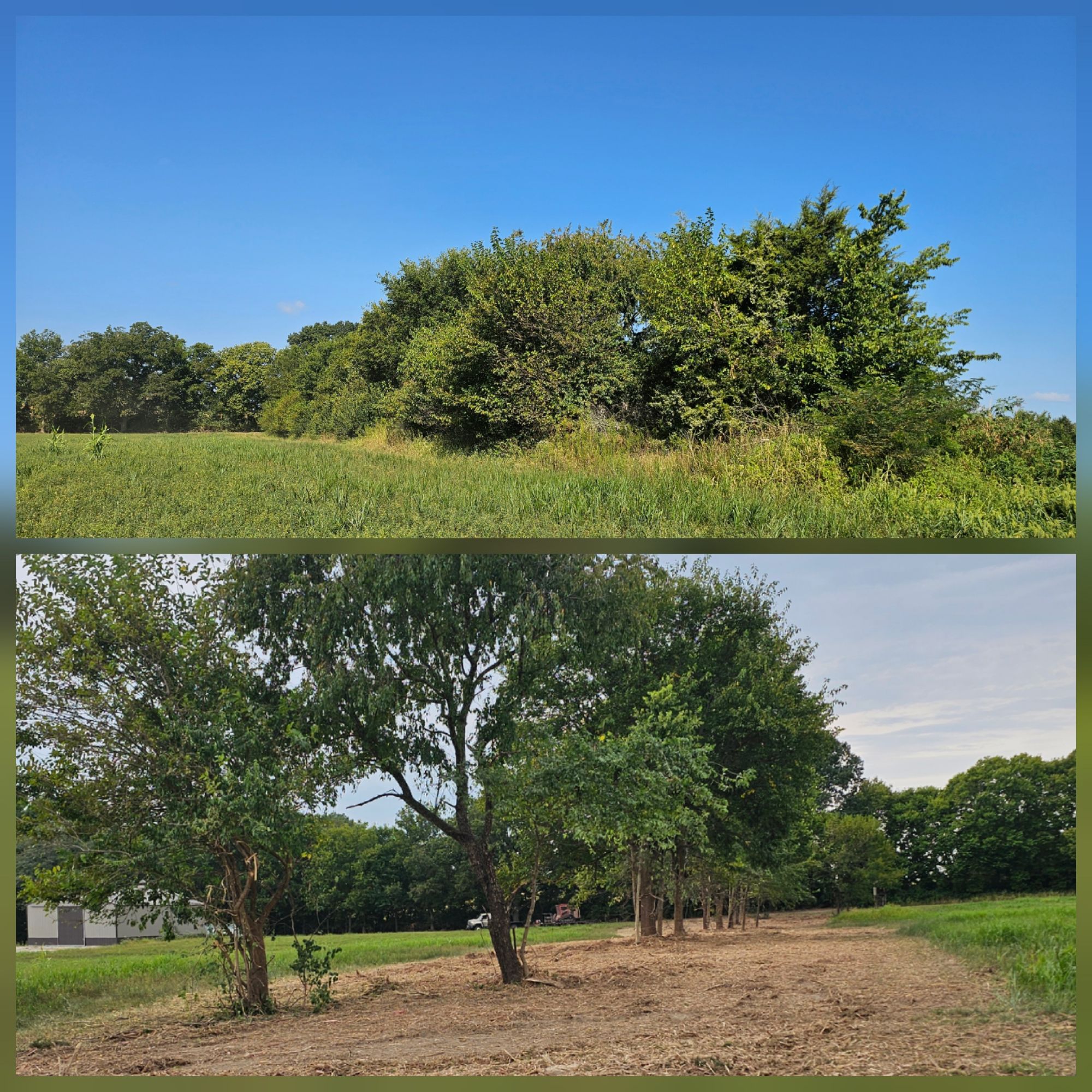 Before and after fence line clearing
