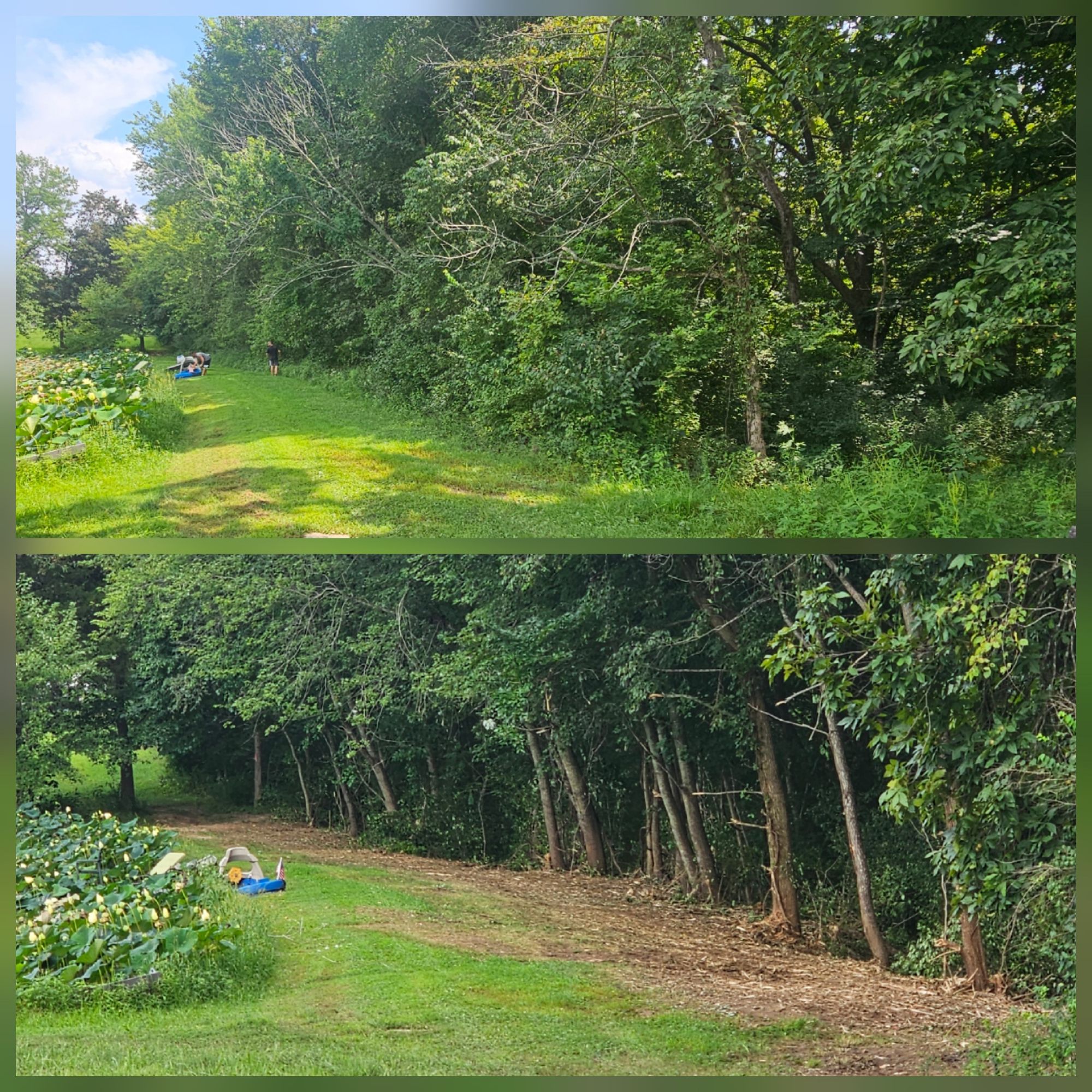 Before and after land clearing