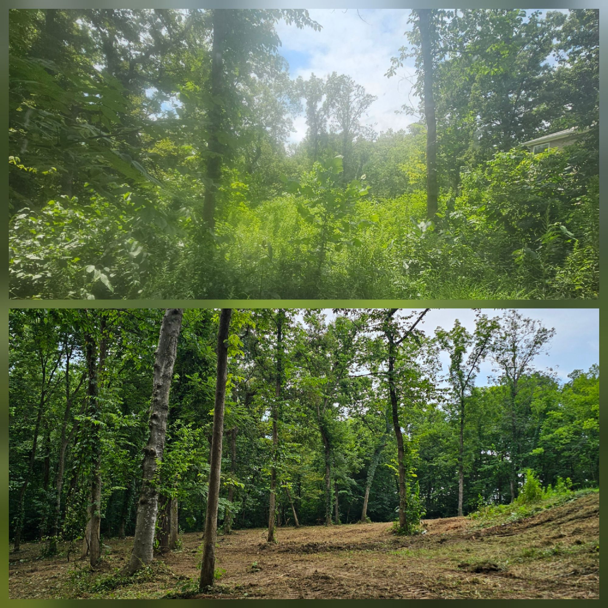 Before and after forestry mulching