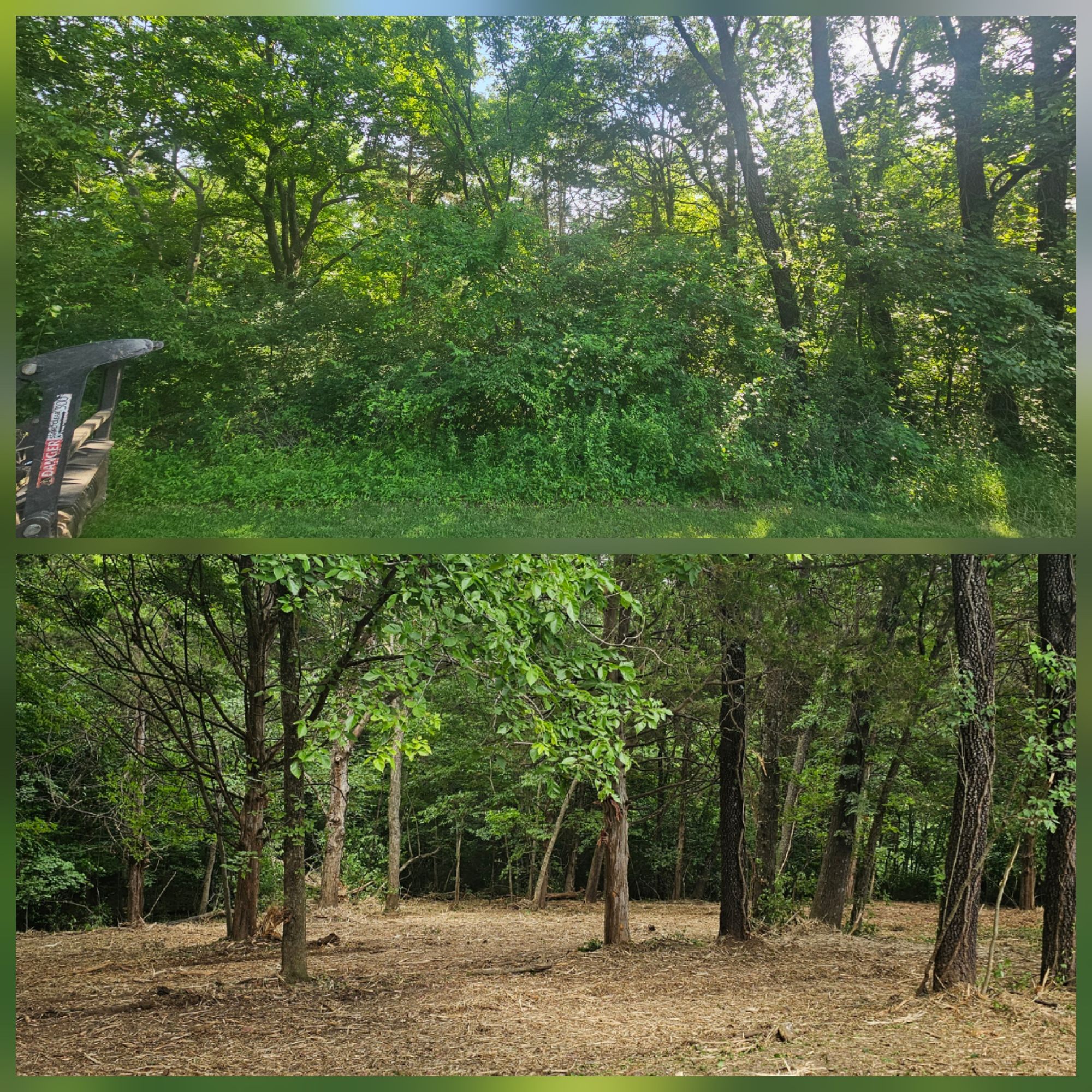 Before and after brush and tree removal
