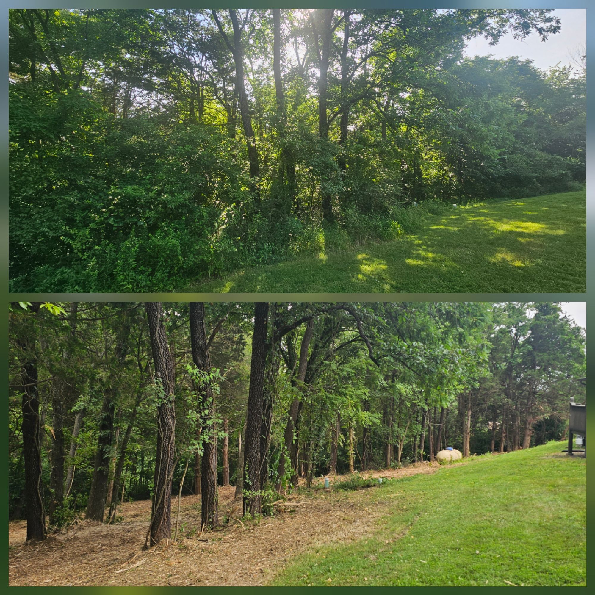 Before and after land clearing
